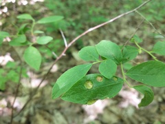 Exobasidium maculosum