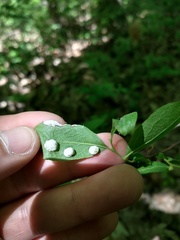 Exobasidium maculosum