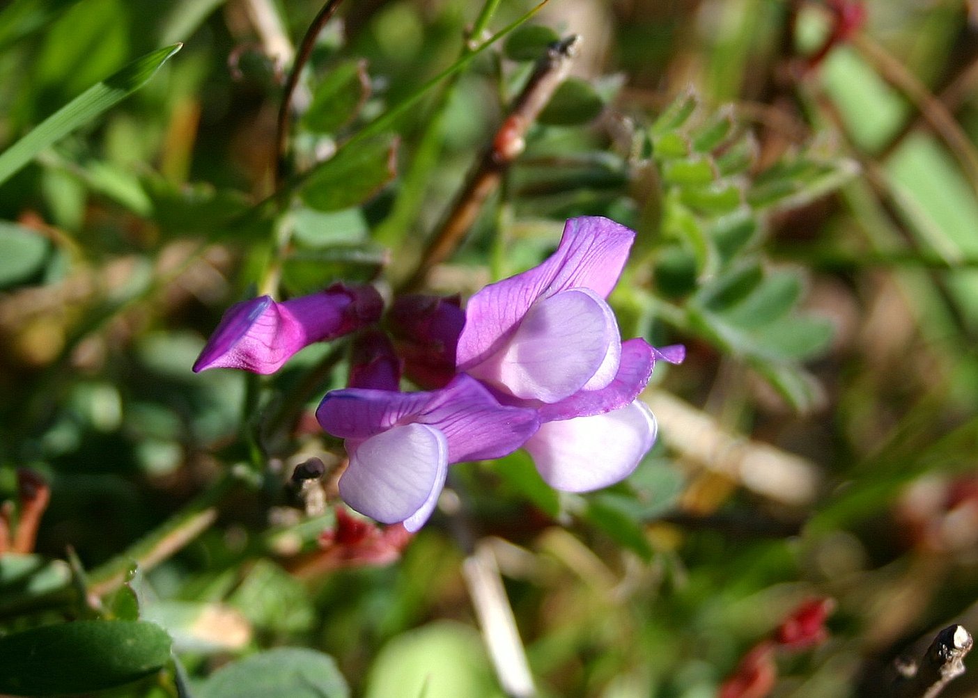 Vicia americana ssp. americana