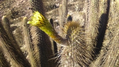Weberbauerocereus weberbaueri