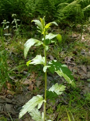 Eupatorium pilosum