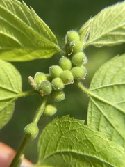 Celticecis oviformis