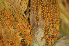 Physarum psittacinum