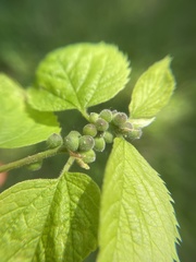 Celticecis oviformis