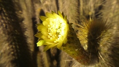 Weberbauerocereus weberbaueri
