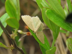 Thalera pistasciaria