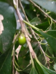 Chrysophyllum gonocarpum