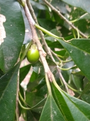 Chrysophyllum gonocarpum