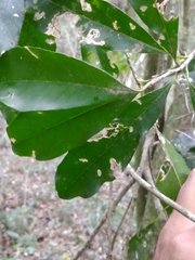 Chrysophyllum gonocarpum