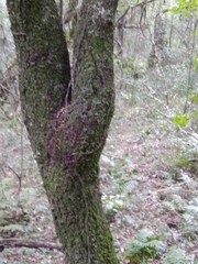 Chrysophyllum gonocarpum