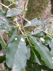 Chrysophyllum gonocarpum