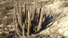 Weberbauerocereus weberbaueri