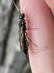 Xiphydria