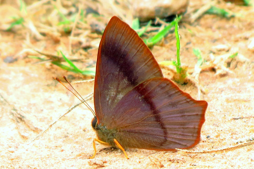 Euselasia clesa