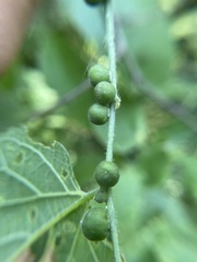 Celticecis oviformis