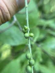 Celticecis oviformis