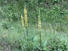 Verbascum nigrum
