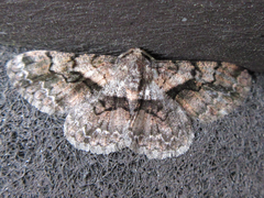 Satoblephara parvularia