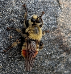 Laphria fernaldi
