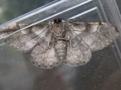 Satoblephara parvularia