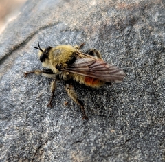 Laphria fernaldi