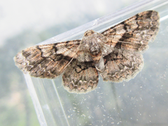 Satoblephara parvularia