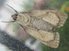Acronicta adaucta