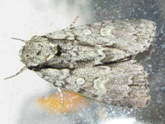 Acronicta adaucta
