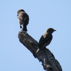 Sialia sialis