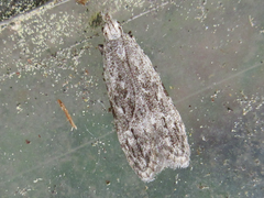 Tornodoxa paraleptopalta