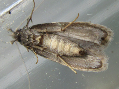 Tornodoxa paraleptopalta