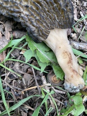 Morchella importuna