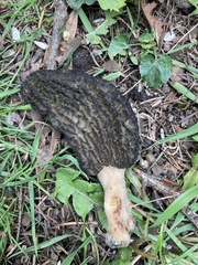 Morchella importuna