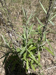 Pterocaulon virgatum