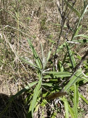 Pterocaulon virgatum