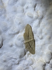 Idaea mediaria