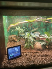 Dendroaspis angusticeps