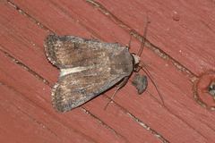 Lacinipolia meditata