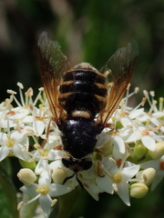 Stratiomys badia