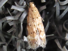 Pseudotelphusa acrobrunella