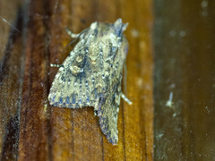 Dasygaster nephelistis