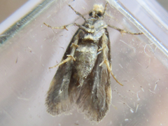Pseudotelphusa acrobrunella