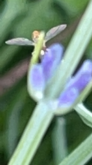 Toxomerus marginatus