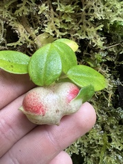 Disterigma humboldtii