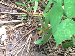 Hylobittacus apicalis