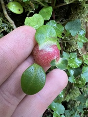 Disterigma humboldtii