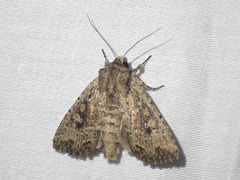 Dasygaster nephelistis