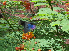 Parides photinus