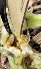 Eichlinia cucurbitae