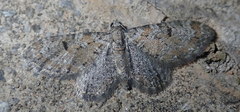 Eupithecia pantellata